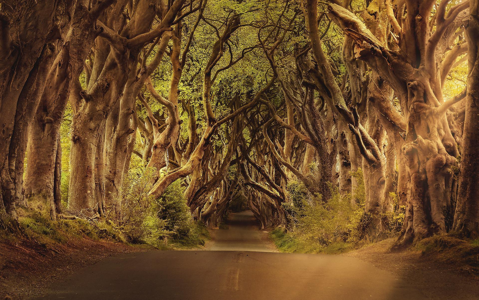 Dark Hedges Dark Hedges