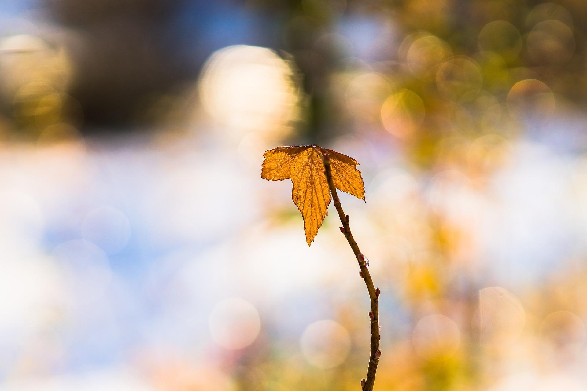 leaf leaf