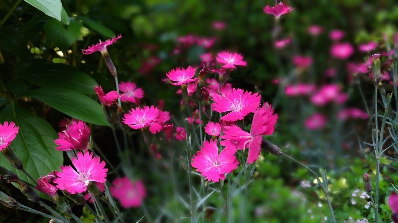 dianthus dianthus
