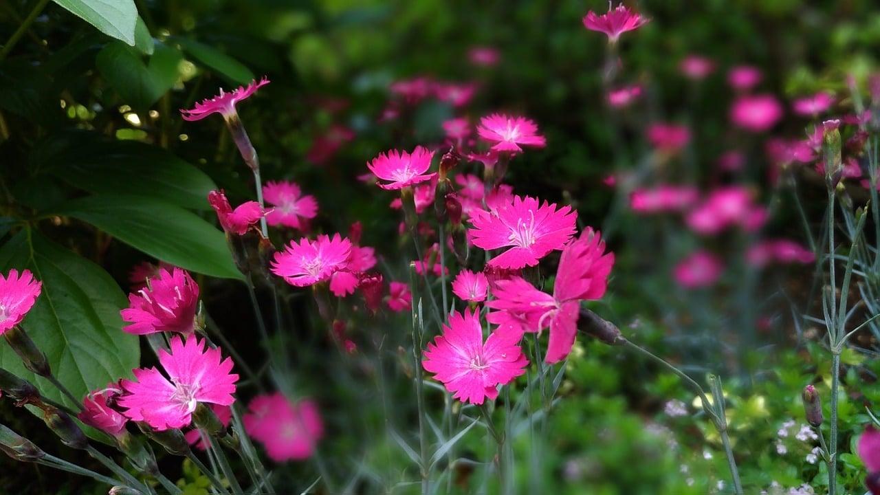 dianthus