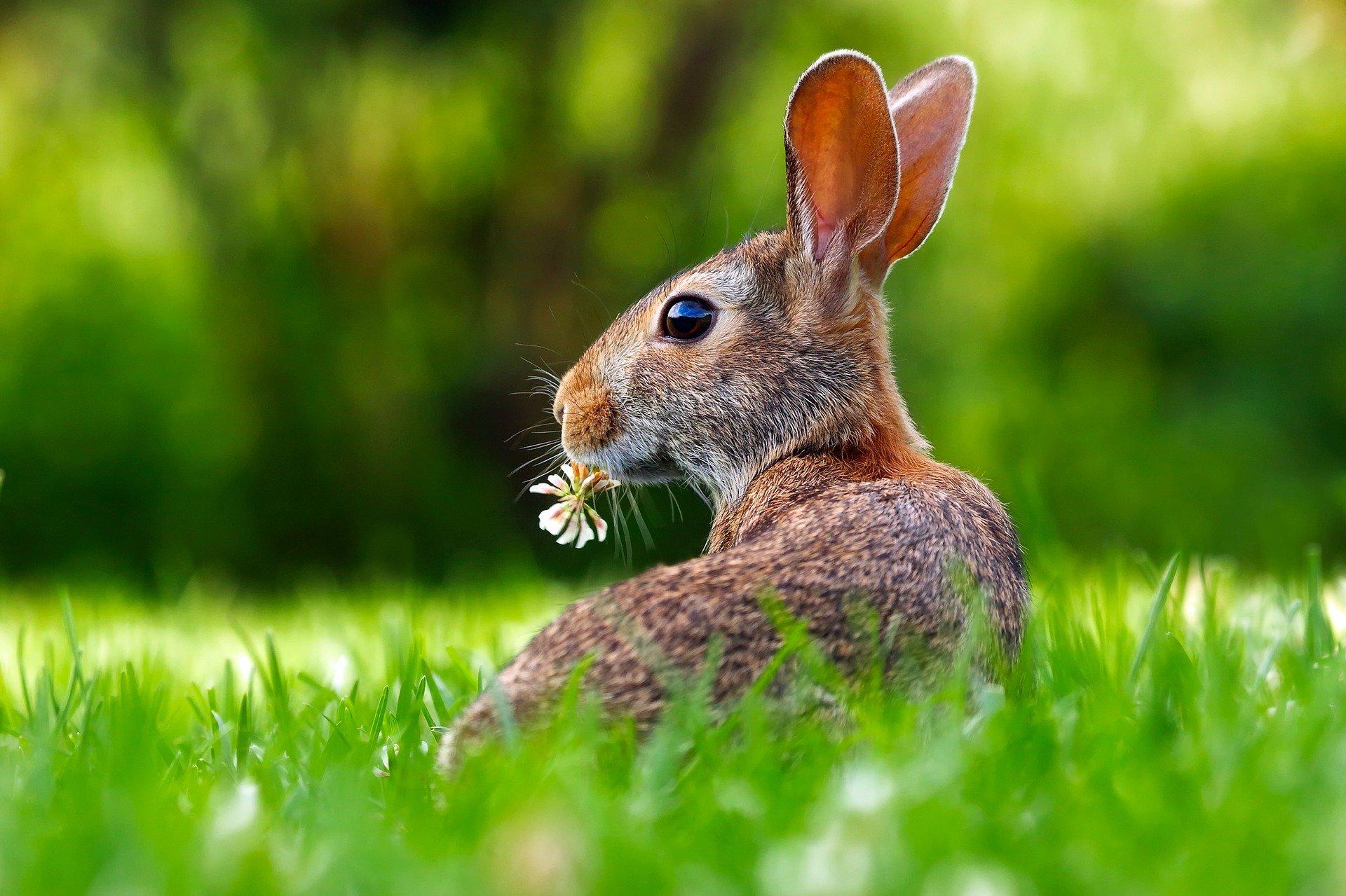 rabbit-g22149cba8_1920.jpg