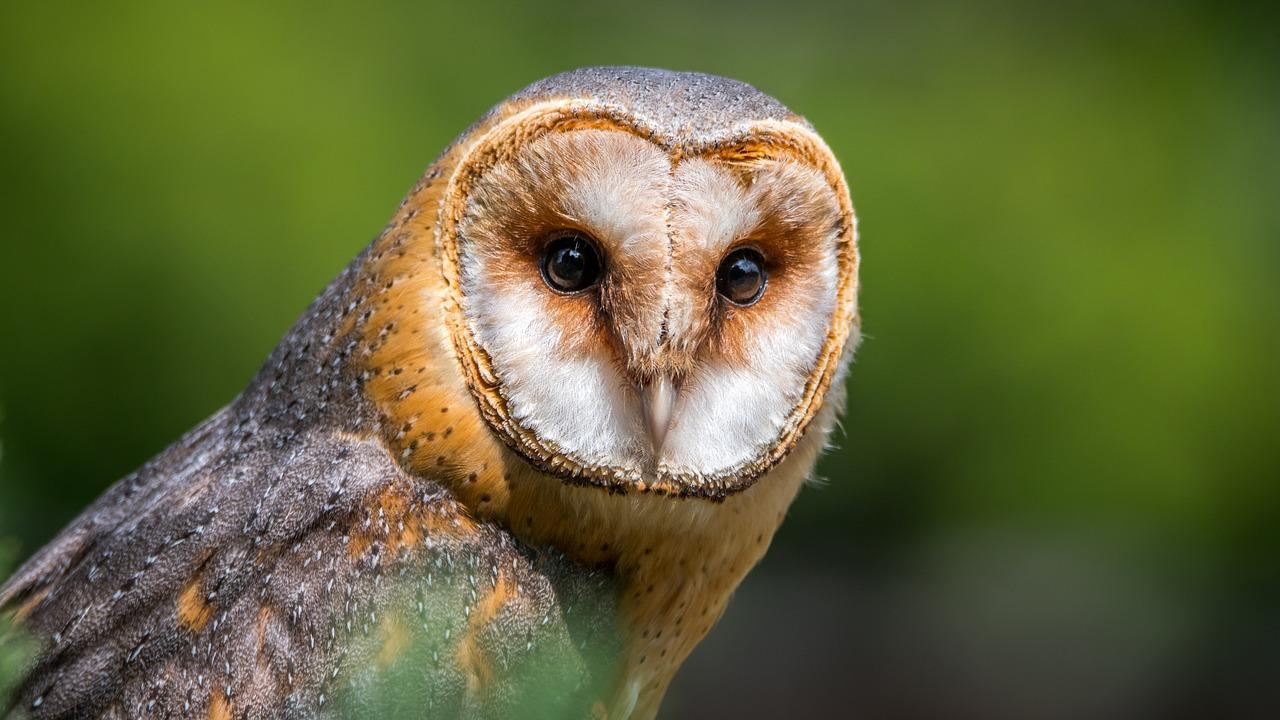 barn-owl-g21a2737f3_1280.jpg