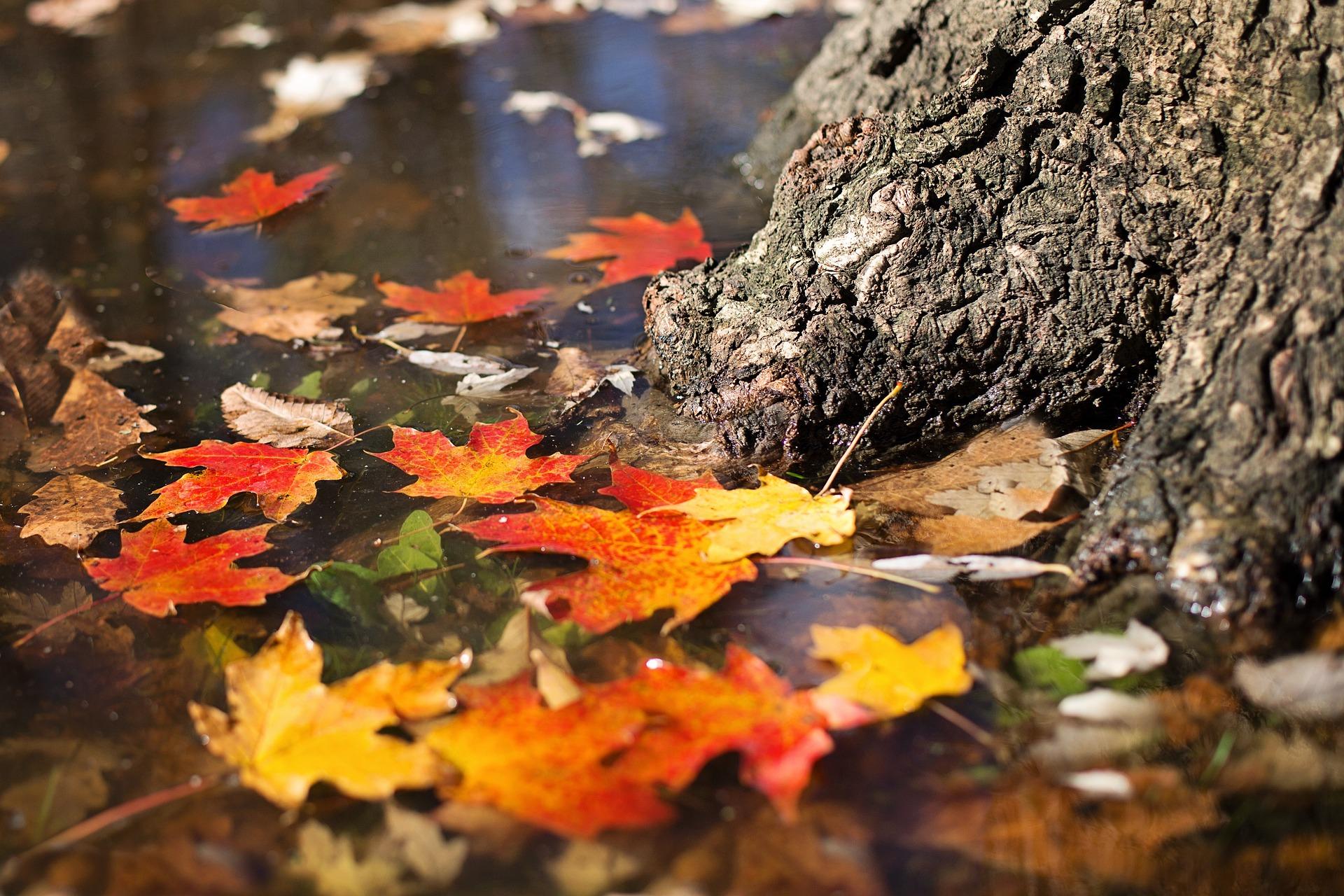 autumn-2900166_1920.jpg