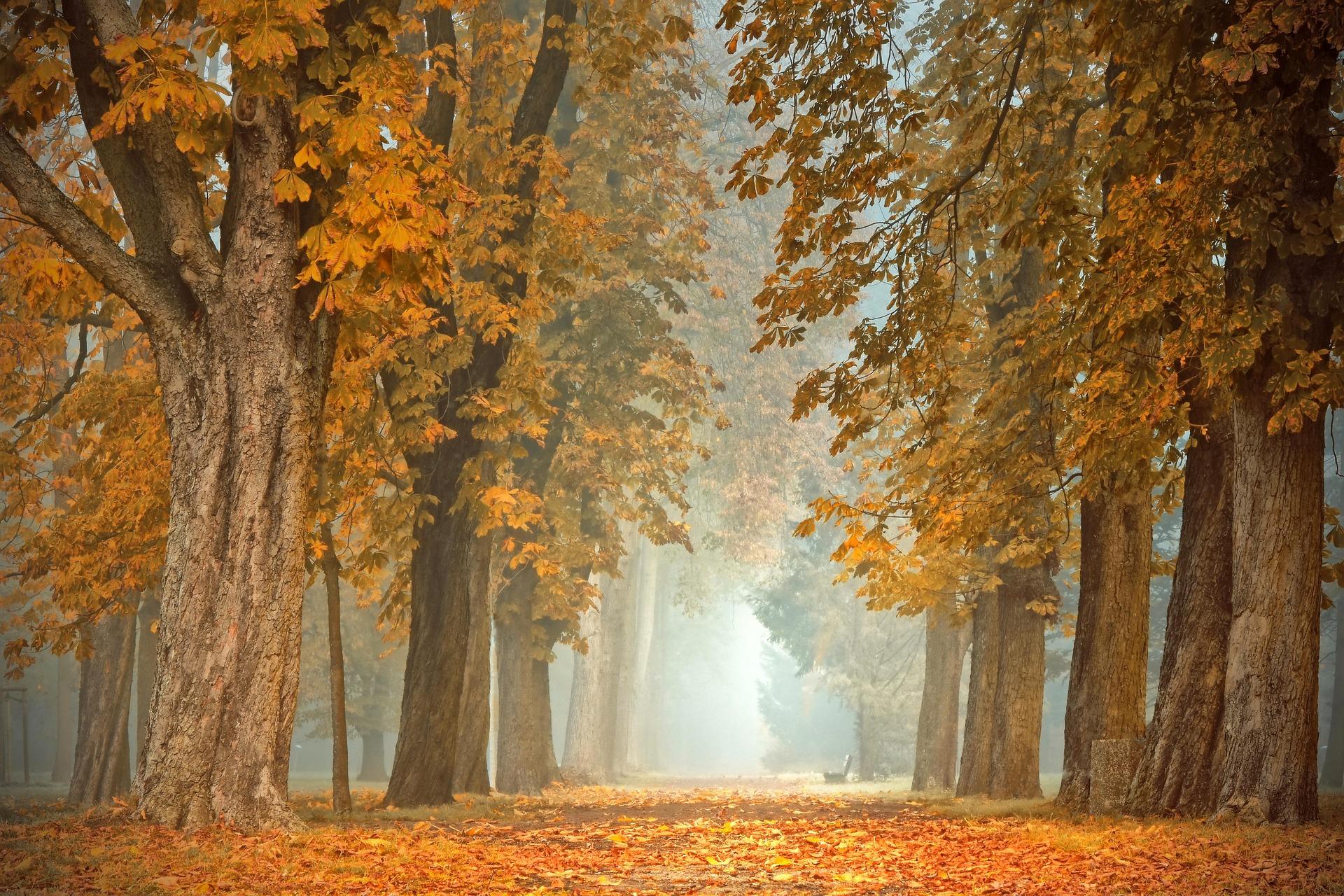 path-4591121_1920.jpg